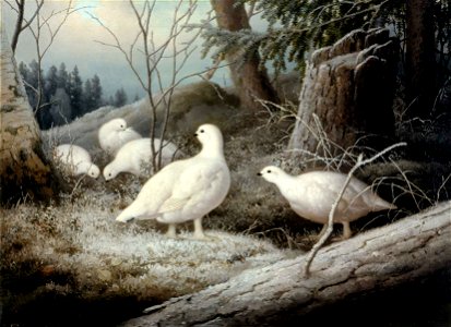 Ferdinand von Wright - Ptarmigans - A-2002-610 - Finnish National Gallery
