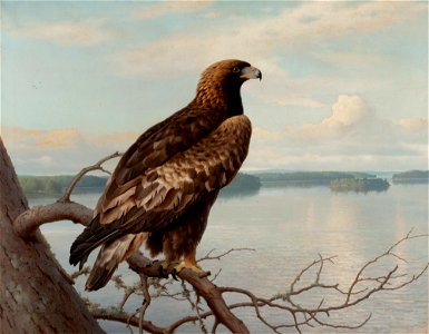 Ferdinand von Wright - Golden Eagle by a Lake - A-2002-614 - Finnish National Gallery