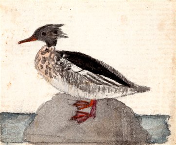 Ferdinand von Wright - Red-Breasted Merganser - A II 815-12 - Finnish National Gallery