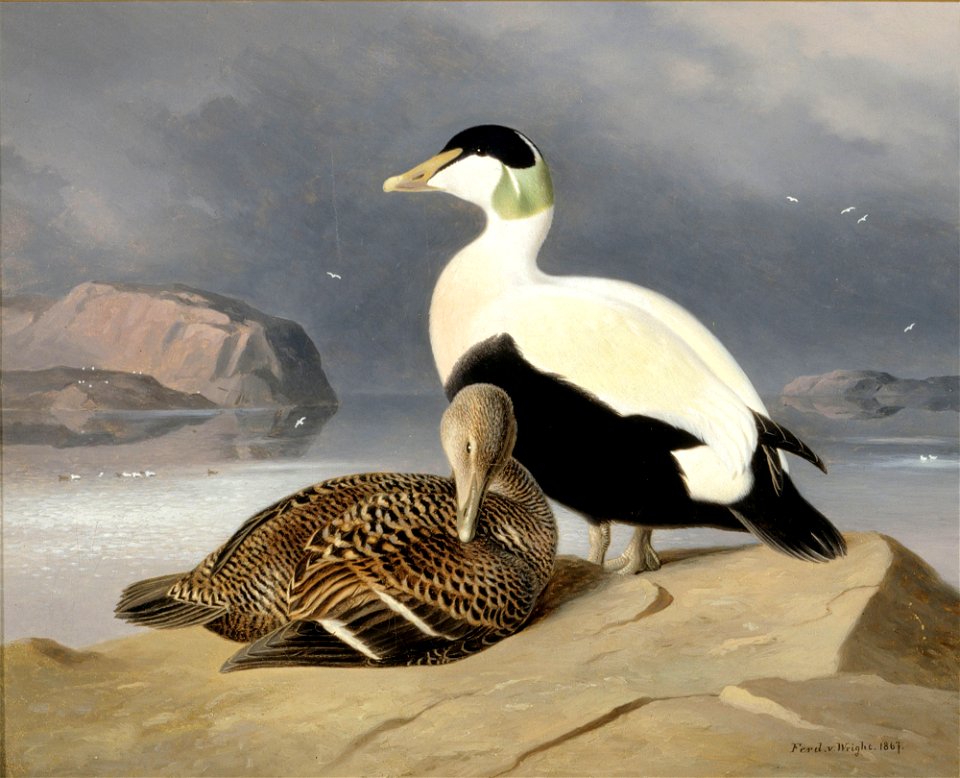 Ferdinand von Wright - Kaksi haahkaa - A-2002-619 - Finnish National Gallery