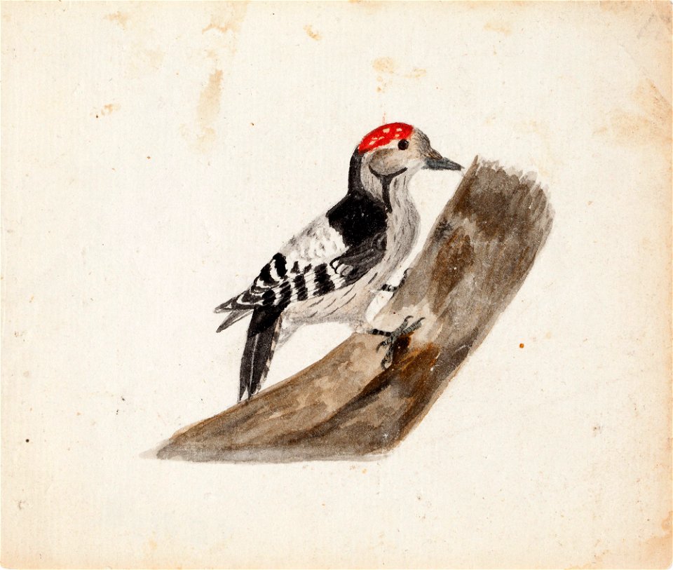 Ferdinand von Wright - Lesser Spotted Woodpecker, Male - A II 815-11 - Finnish National Gallery