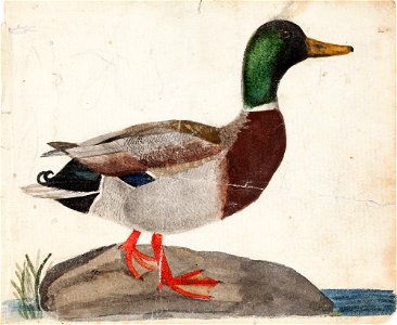 Ferdinand von Wright - Male Mallard - A II 815-7 - Finnish National Gallery