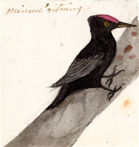Ferdinand von Wright - The Great Black Woodpecker - A II 815-17 - Finnish National Gallery