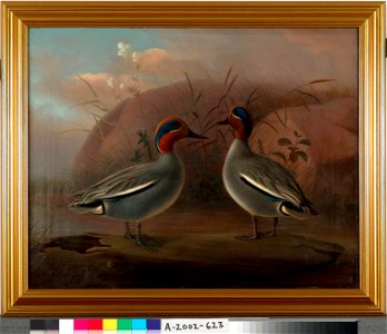 Ferdinand von Wright - Two Male Teals by the Water - A-2002-623 - Finnish National Gallery