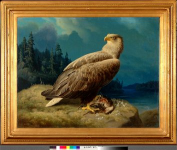 Ferdinand von Wright - Old White-Tailed Sea Eagle - A-2002-615 - Finnish National Gallery