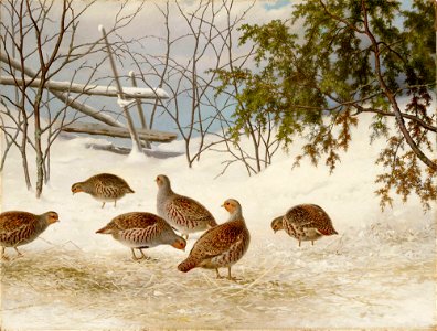 Ferdinand von Wright - Partridges in Snow - A-2002-620 - Finnish National Gallery