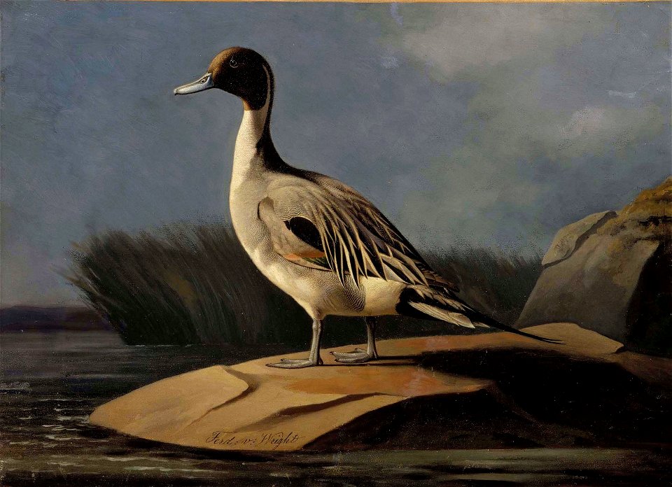 Ferdinand von Wright - Pintail Duck - A-2002-607 - Finnish National Gallery