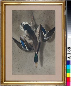 Ferdinand von Wright - Riippuva sorsa - A I 68 - Finnish National Gallery