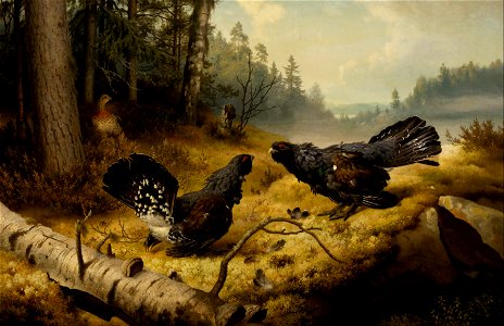 Ferdinand von Wright - The Fighting Capercaillies - Google Art Project. Free illustration for personal and commercial use.
