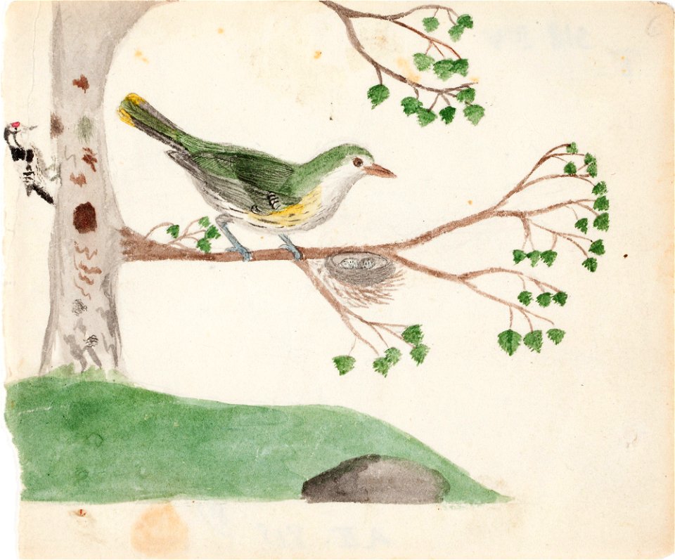 Ferdinand von Wright - Two Birds - A II 815-8 - Finnish National Gallery