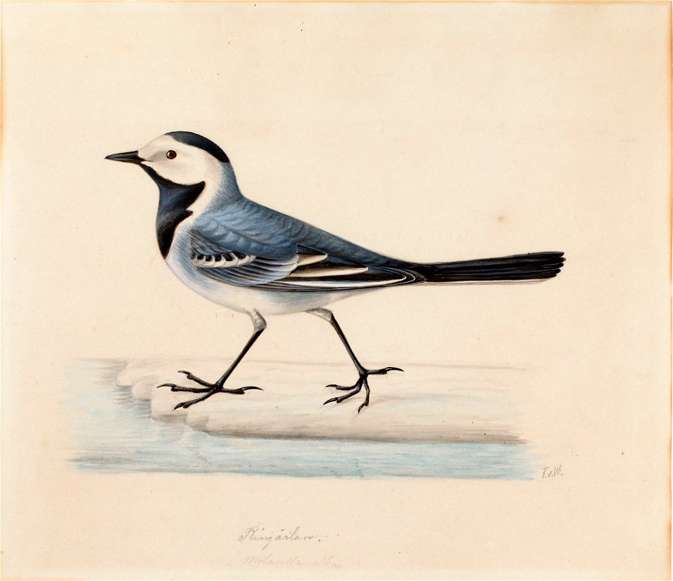 Ferdinand von Wright - White Wagtail - A IV 3026 - Finnish National Gallery