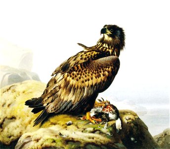 Ferdinand von Wright, Merikotka kalliolla