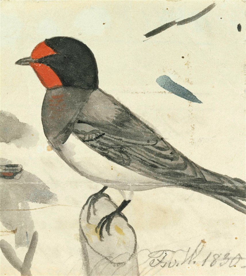 Ferdinand von Wright - Barn Swallow - A II 1721-4 - Finnish National Gallery