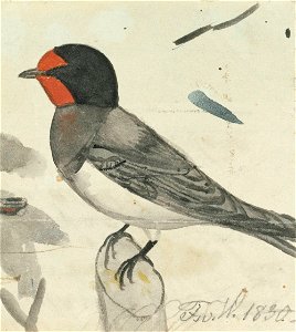 Ferdinand von Wright - Barn Swallow - A II 1721-4 - Finnish National Gallery