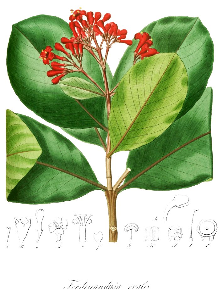 Ferdinandusa elliptica Pohl107