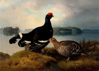 Ferdinand von Wright - Black Grouse, Cock and Hen - A-2002-624 - Finnish National Gallery
