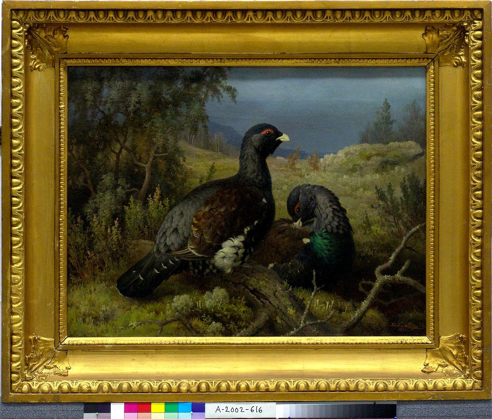 Ferdinand von Wright - Capercaillie Cocks - A-2002-616 - Finnish National Gallery