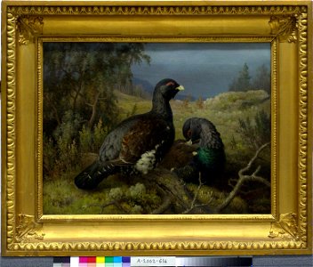 Ferdinand von Wright - Capercaillie Cocks - A-2002-616 - Finnish National Gallery
