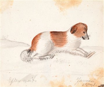 Ferdinand von Wright - Dog - A II 815-18 - Finnish National Gallery