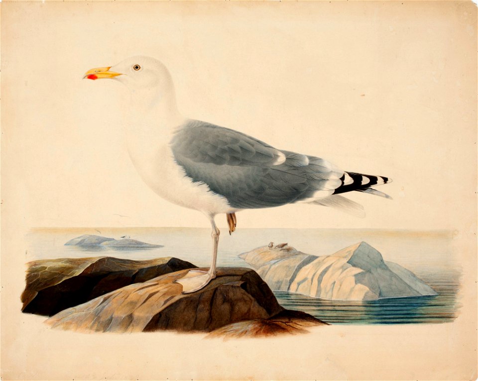 Ferdinand von Wright - European Herring Gull - A II 1022-22 - Finnish National Gallery