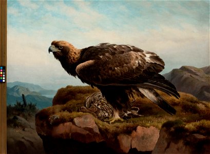 Ferdinand von Wright - Kotka jyrkänteen reunalla - A III 2636 - Finnish National Gallery