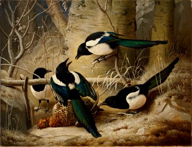 Ferdinand von Wright - Magpies round a Dead Woodgrouse - A I 62 - Finnish National Gallery