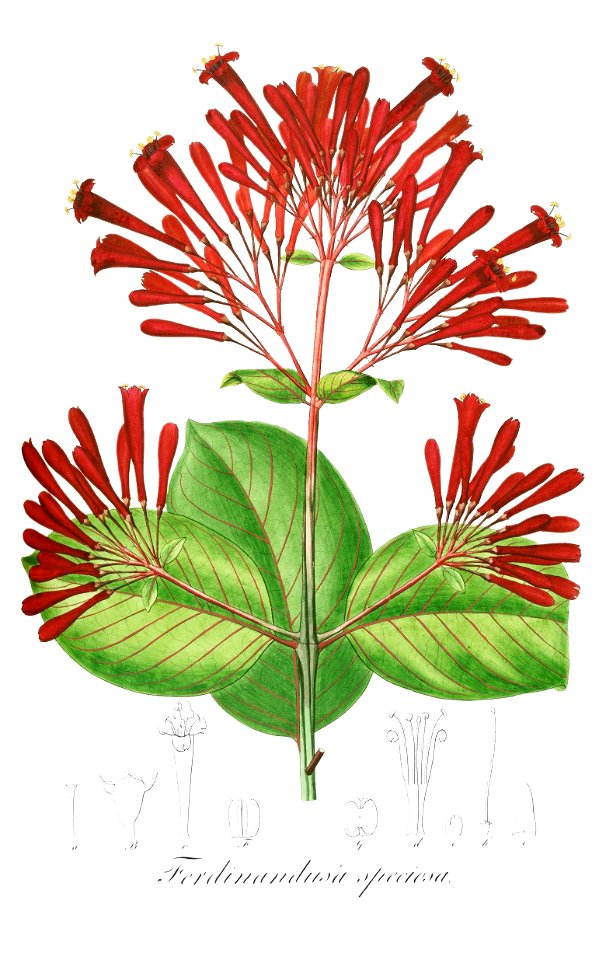 Ferdinandusa speciosa Pohl108