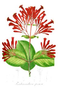 Ferdinandusa speciosa Pohl108