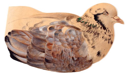 Ferdinand von Wright - Pigeon, sketch - A II 1721-3 - Finnish National Gallery