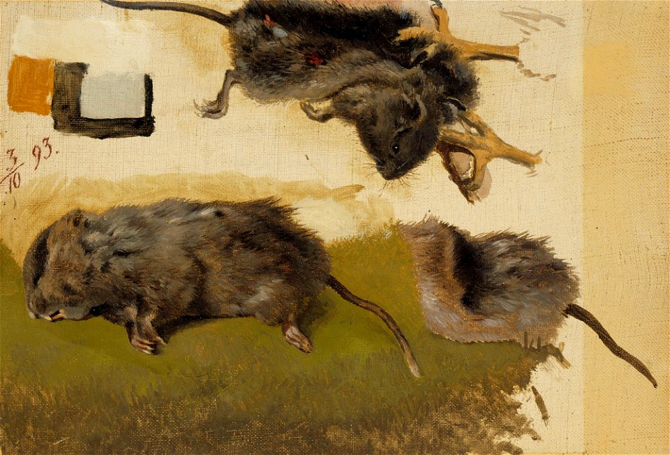 Ferdinand von Wright - Rodents - A-2002-643 - Finnish National Gallery