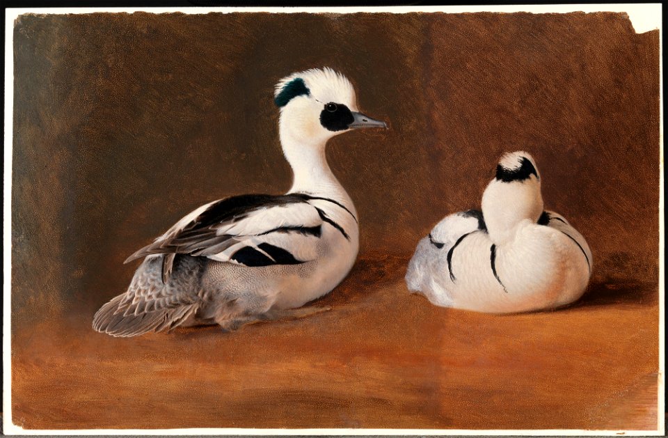 Ferdinand von Wright - Smews - A II 1022-27 - Finnish National Gallery