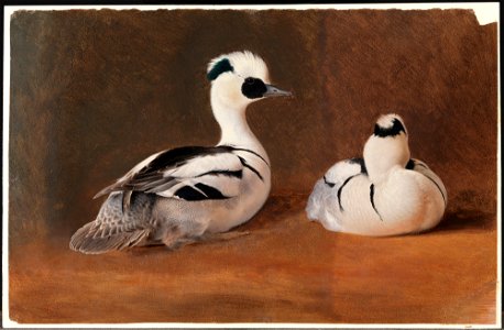 Ferdinand von Wright - Smews - A II 1022-27 - Finnish National Gallery