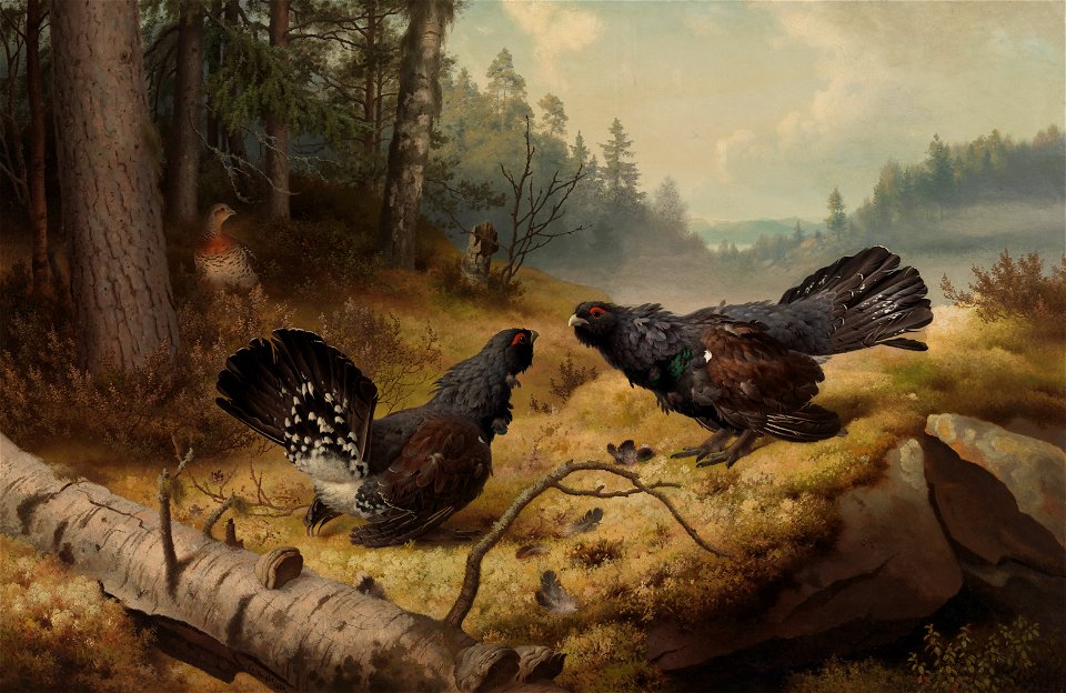 Ferdinand von Wright - The Fighting Capercaillies