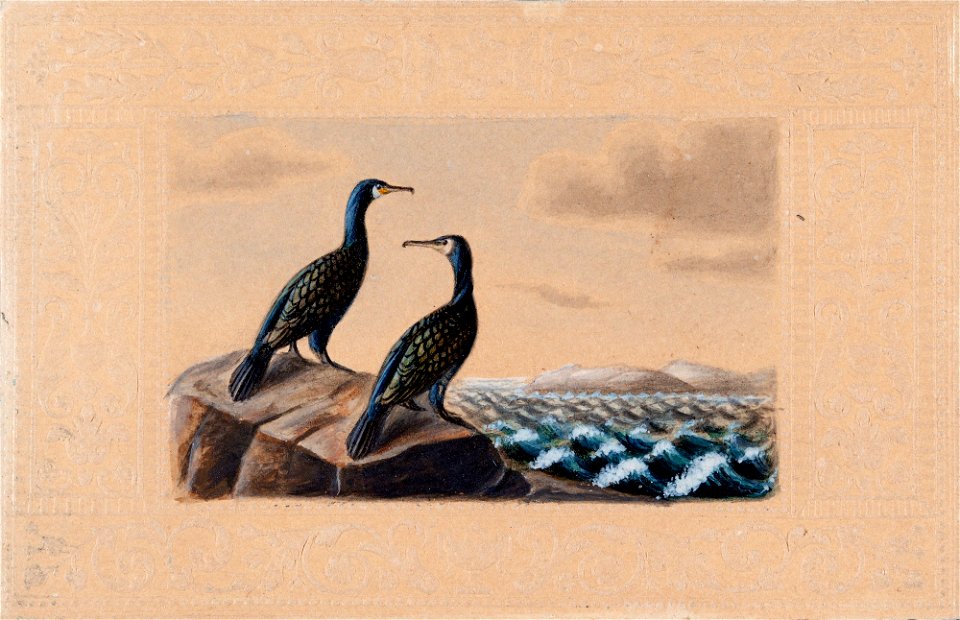 Ferdinand von Wright - Two Great Cormorants - A III 1929 - Finnish National Gallery