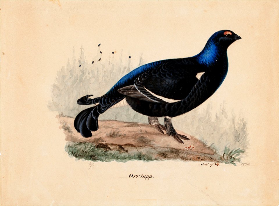 Ferdinand von Wright - Black Grouse - A-2002-628 - Finnish National Gallery