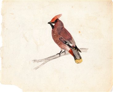 Ferdinand von Wright - Bohemian Waxwing - A II 815-2 - Finnish National Gallery
