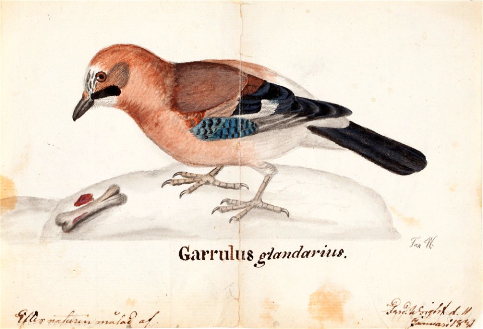 Ferdinand von Wright - Eurasian Jay - A II 815-19 - Finnish National Gallery
