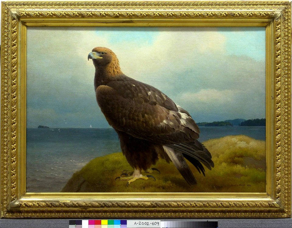 Ferdinand von Wright - Golden Eagle - A-2002-609 - Finnish National Gallery