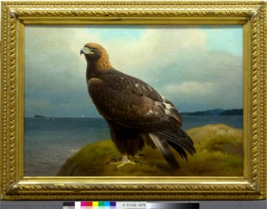 Ferdinand von Wright - Golden Eagle - A-2002-609 - Finnish National Gallery