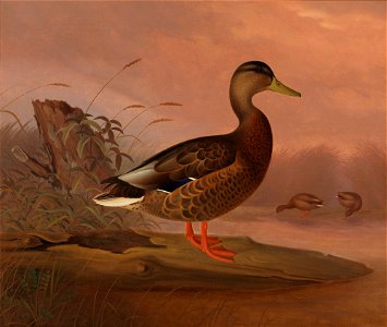 Ferdinand von Wright - Heinäsorsa - A II 1713 - Finnish National Gallery