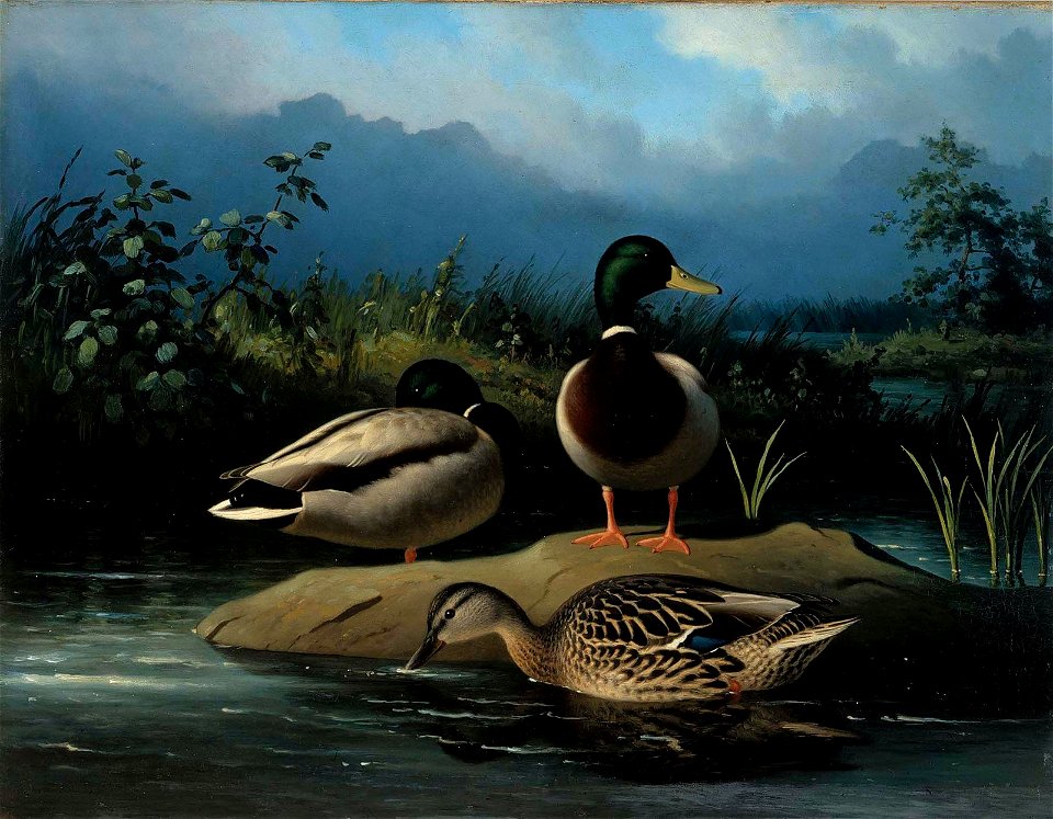 Ferdinand von Wright - Mallards - A-2002-608 - Finnish National Gallery