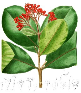 Ferdinandusa elliptica Pohl107-cropped