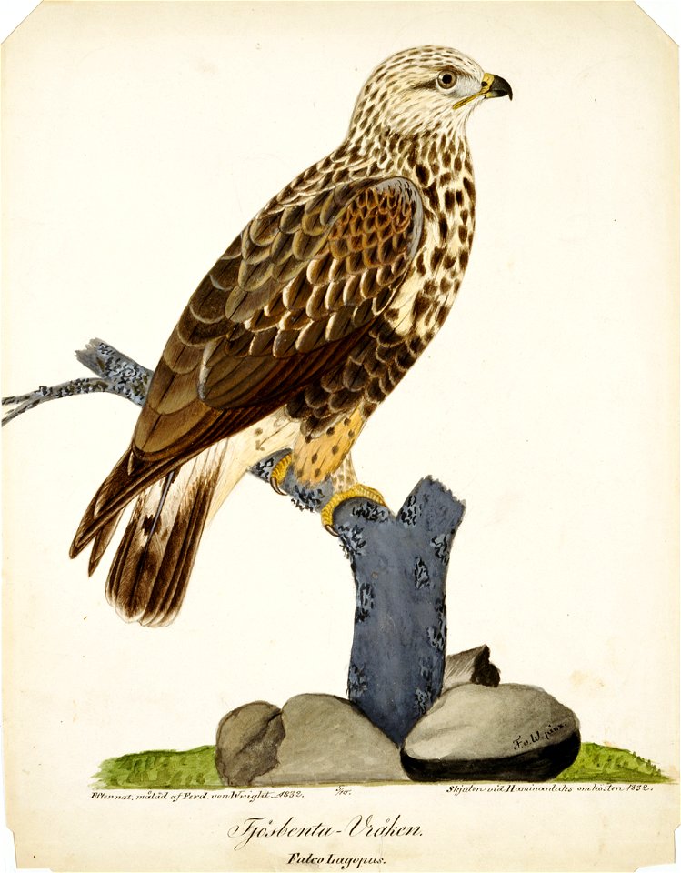 Ferdinand von Wright - Rough-Legged Buzzard - A I 616-14 - Finnish National Gallery