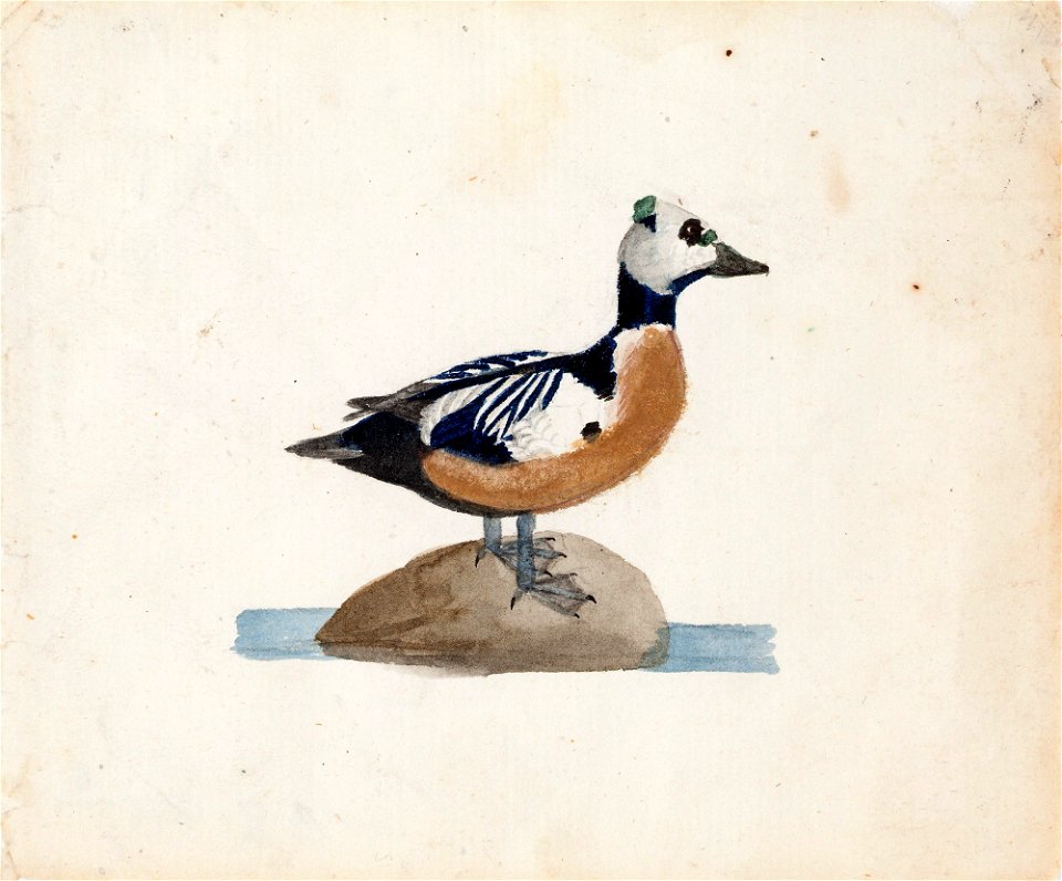 Ferdinand von Wright - Steller's Eider - A II 815-5 - Finnish National Gallery