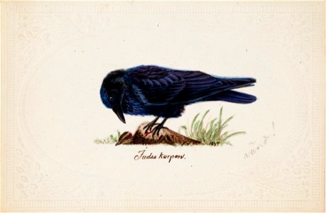 Ferdinand von Wright - Tame Raven Judas - A II 815-20 - Finnish National Gallery