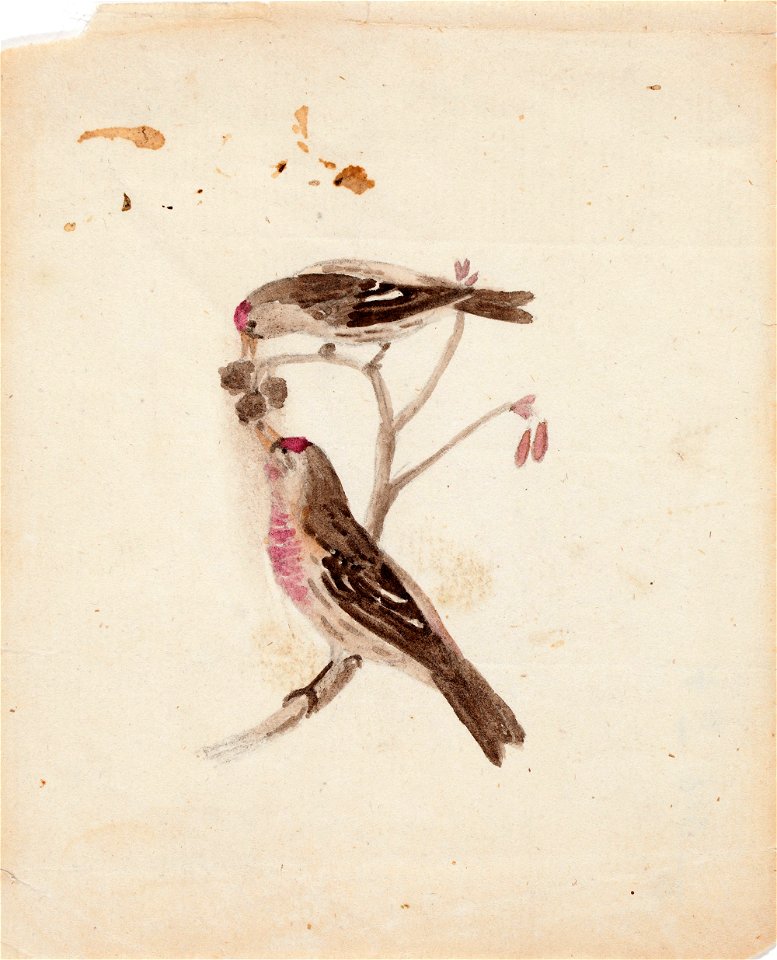 Ferdinand von Wright - Two Redpolls - A II 815-10 - Finnish National Gallery