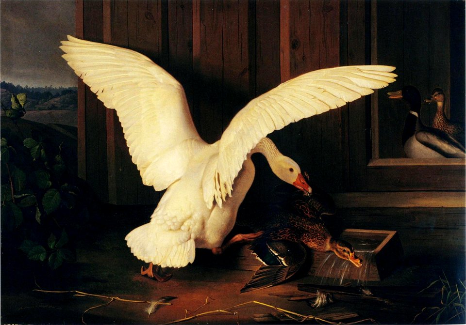 Ferdinand von Wright, Hanhi kurittaa sorsaa