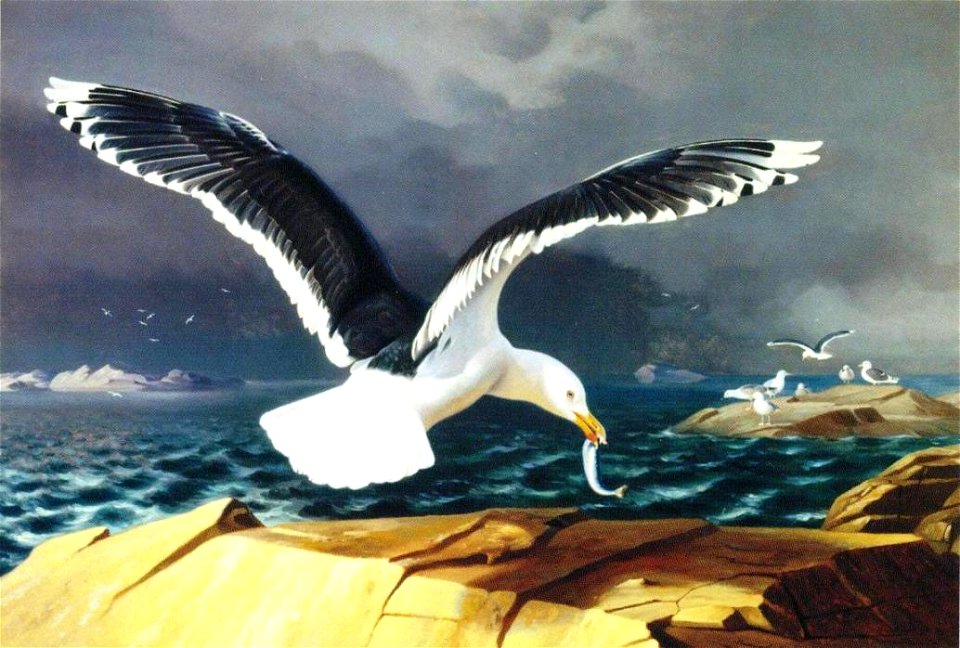 Ferdinand von Wright, Lentävä juhlapukuinen merilokki