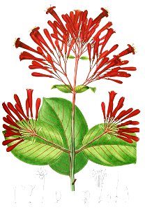 Ferdinandusa speciosa Pohl108-cropped