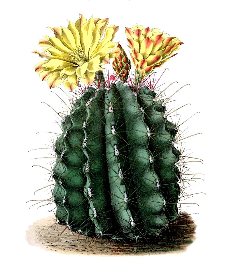 Ferocactus hamatacanthus ssp hamatacanthus BlKakteen Tafel 9